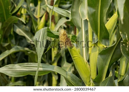 Cornfield with corn ear and silk growing on cornstalk. Ethanol, farming and agriculture concept