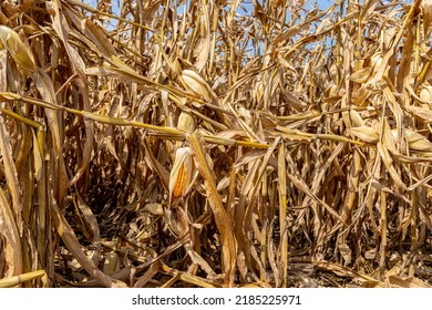 248 Broken Cornfield Images, Stock Photos & Vectors | Shutterstock