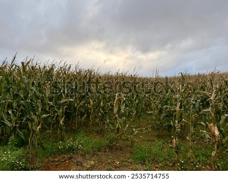 Cornfield with a dramatic sky in the background