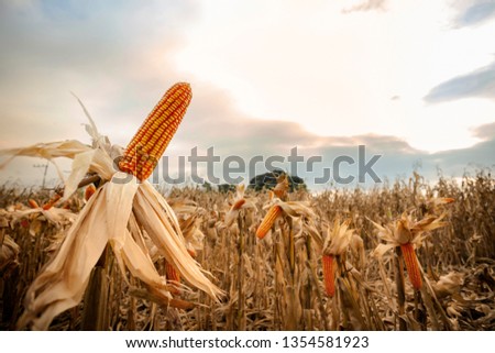 cornfield, dry corn,maize ready havest