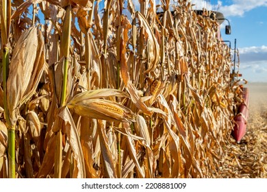 Cornfield In Fall During Corn Harvest. Combine Harvester In Background. Farming, Harvest, Agriculture Trade And Export Concept.