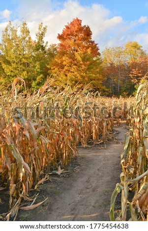 a cornfield with fall foliage background