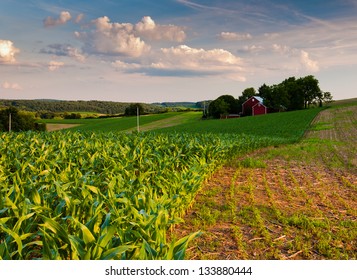 Cornfield And Farm In Southern York County, Pennsylvania