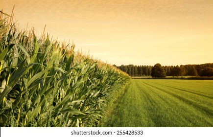 Cornfield With Farmland  At Sunset. 