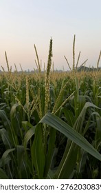 Cornfield with green maize plants and developing tassels reaching towards the soft evening sky, representing growth, farming, natural produce, and the cycle of cultivation