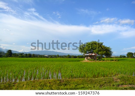 Cornfield and hut in Chiangrai, Thailand.