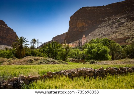 Cornfield and Mosque in the background at Amtoudi, Morocco