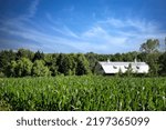 A cornfield with an old barn in the background stands at Kossuth, an area near Manitowoc, Wisconsin.
