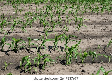 Cornfield seedlings stretching with eager verdancy, anticipating Sowing Monday, embodying renewal and rustic symphony amid springs hush