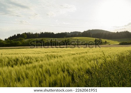 Cornfield shimmers in spring in a romantic hilly landscape