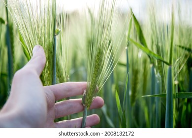 Cornfield in spring: Farmer hand is touching green wheat ears - Shutterstock ID 2008132172