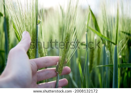 Cornfield in spring: Farmer hand is touching green wheat ears
