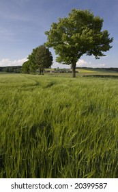 cornfield in spring (Germany)