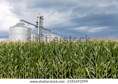 Cornfield in summer with grain storage elevator in background and storm clouds in sky. Corn farming, weather and agriculture concept.