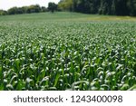 Cornfield in summertime