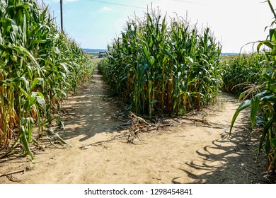 Cornfield in summertime