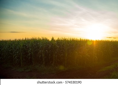 Cornfield Sunset