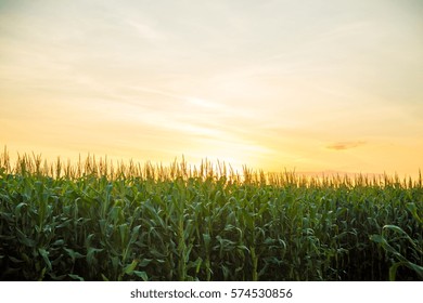 cornfield sunset