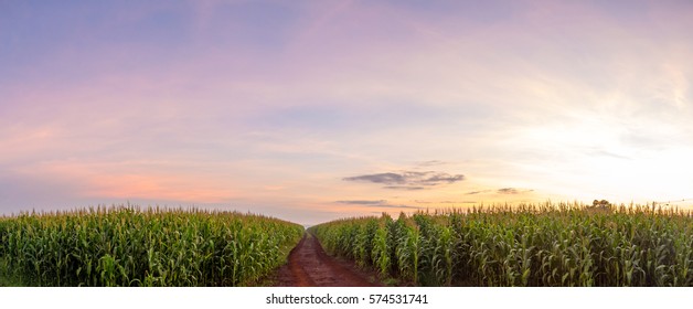 Cornfield Sunset