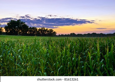 Cornfield At Sunset