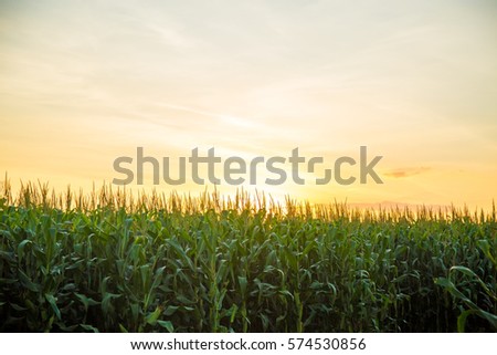 cornfield sunset
