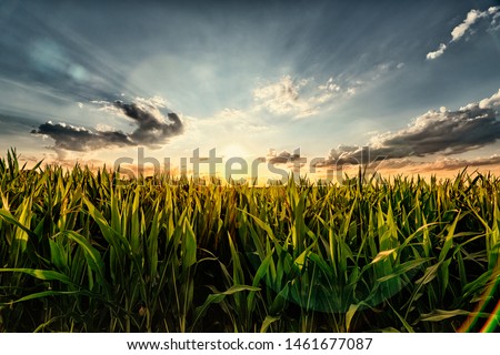 Cornfield in the Sunset - with Lense Flare Effect