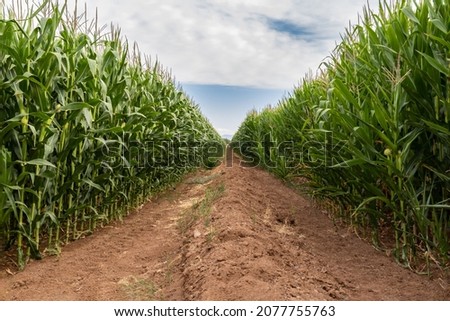 Cornfield with tall rows of corn on  either side. Dirt tractor path in the center. Ripe corn on the stalks. Clouds and blue sky in the distance. 

