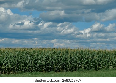 Cornfield under a dramatic cloudy sky in summer.