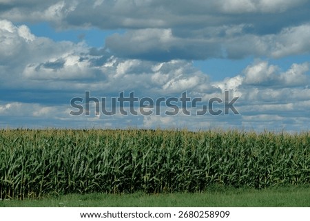 Cornfield under a dramatic cloudy sky in summer.