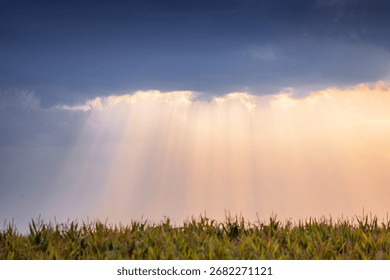 Cornfield under a dramatic sky with sunbeams breaking through clouds, symbolizing hope, growth, and natural beauty