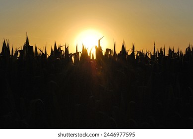Cornfields in the Midwest at Sunset
