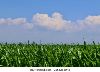 Cornfields and the open sky (Bibai City, Iwamisawa City, Hokkaido)