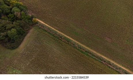 Cornfields And Paths In Rural England