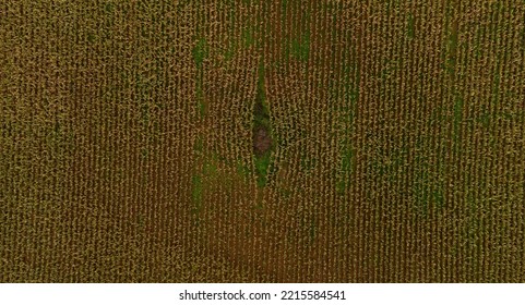 Cornfields And Paths In Rural England