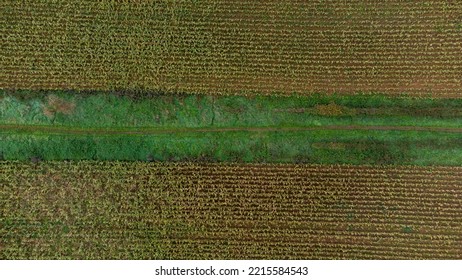 Cornfields And Paths In Rural England