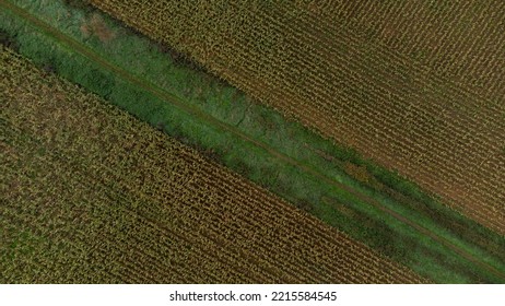 Cornfields And Paths In Rural England