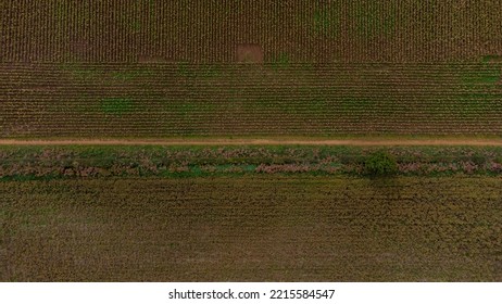 Cornfields And Paths In Rural England