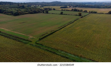 Cornfields And Paths In Rural England