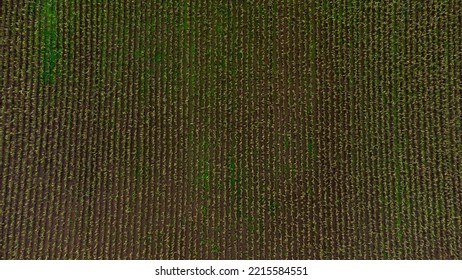 Cornfields And Paths In Rural England