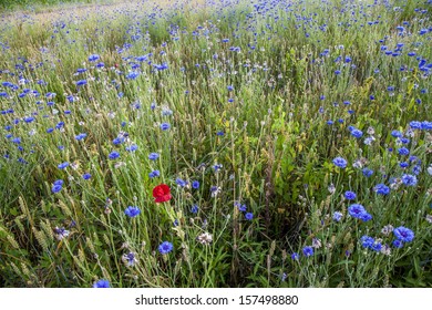 cornflower