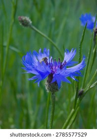 Cornflower with a bee on it