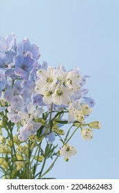 A Cornflower Blue Siberian Larkspur