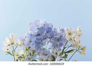 A Cornflower Blue Siberian Larkspur