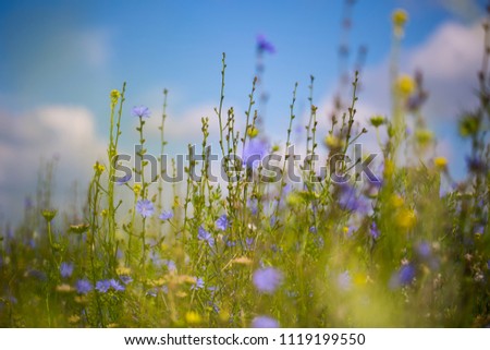Similar – Image, Stock Photo summer day margarite Poppy