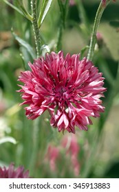 Cornflower; Centaurea; cyanus