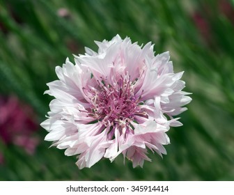 Cornflower; Centaurea; cyanus