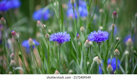 Cornflower, Centaurea cyanus, Asteraceae. Blue flowers of cornflower grow densely in the garden - Shutterstock ID 2172409549
