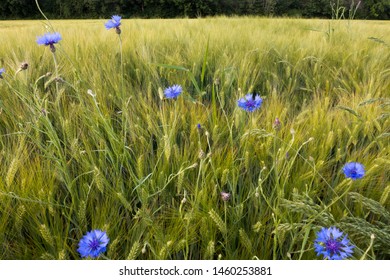 The cornflower, Centaurea cyanus was formerly considered field weeds and is now almost extinct. Therefore, it is now under protection. The cornflower is a medicinal plant and helps with problems 