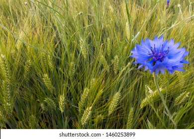 The cornflower, Centaurea cyanus was formerly considered field weeds and is now almost extinct. Therefore, it is now under protection. The cornflower is a medicinal plant and helps with problems 
