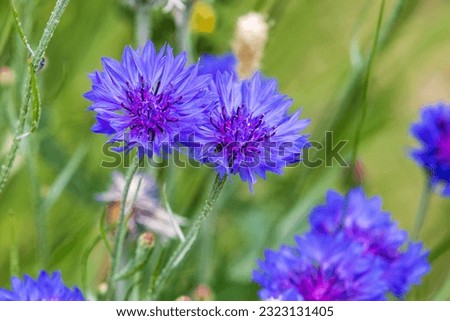 Cornflower (Centaurea cyanus) in full bloom on a sunny day